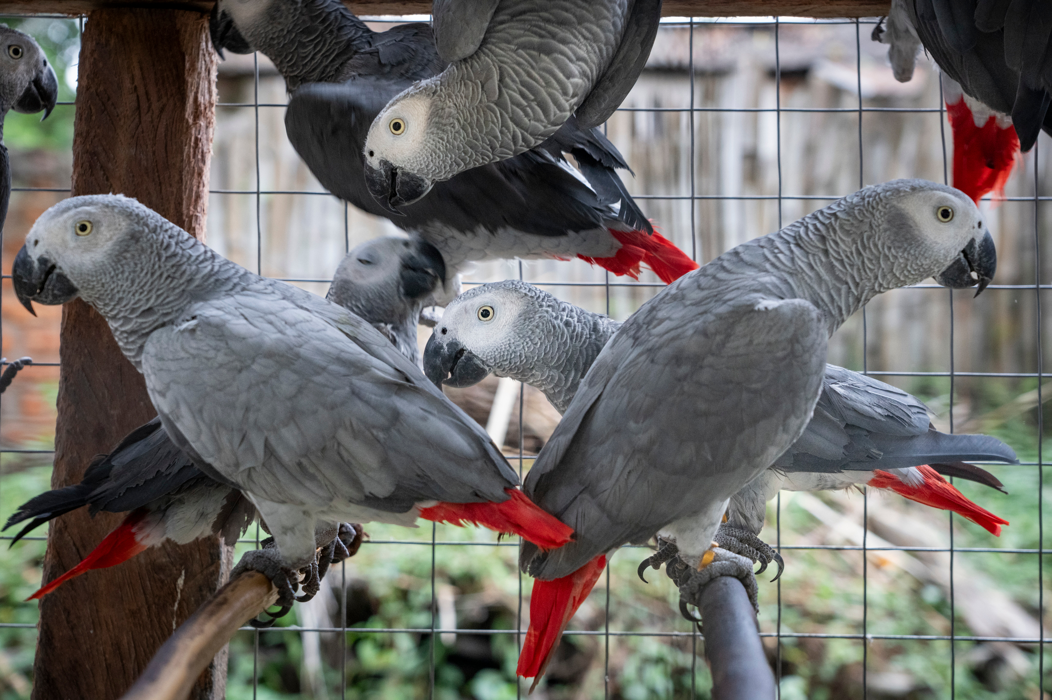 Healthy African Grey for sale
