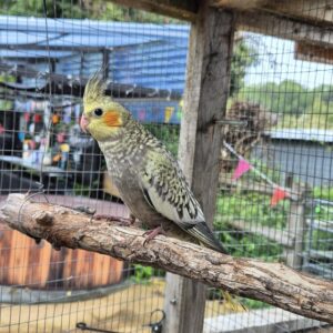 Healthy Baby Cockatiels Available