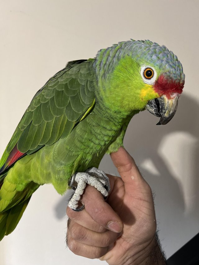 Talking Amazon Parrot - Image 7