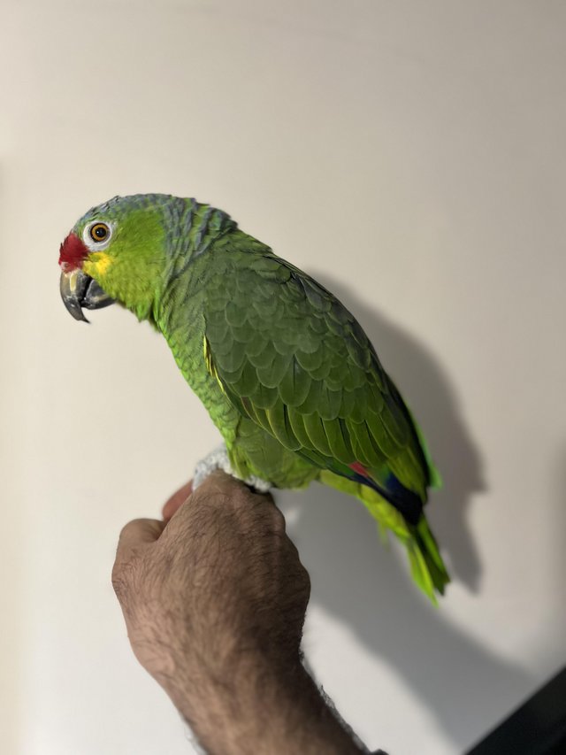 Talking Amazon Parrot - Image 6