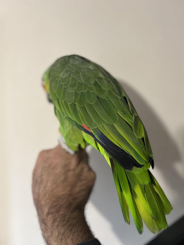 Talking Amazon Parrot - Image 5