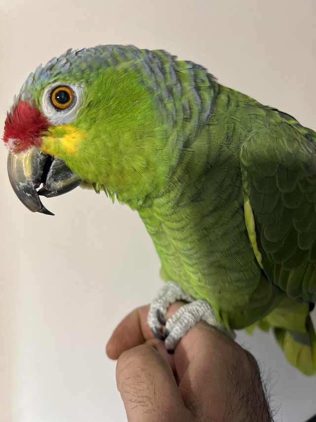 Amazon parrot for sale