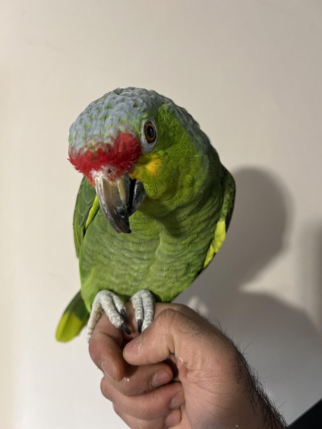amazon parrot for sale