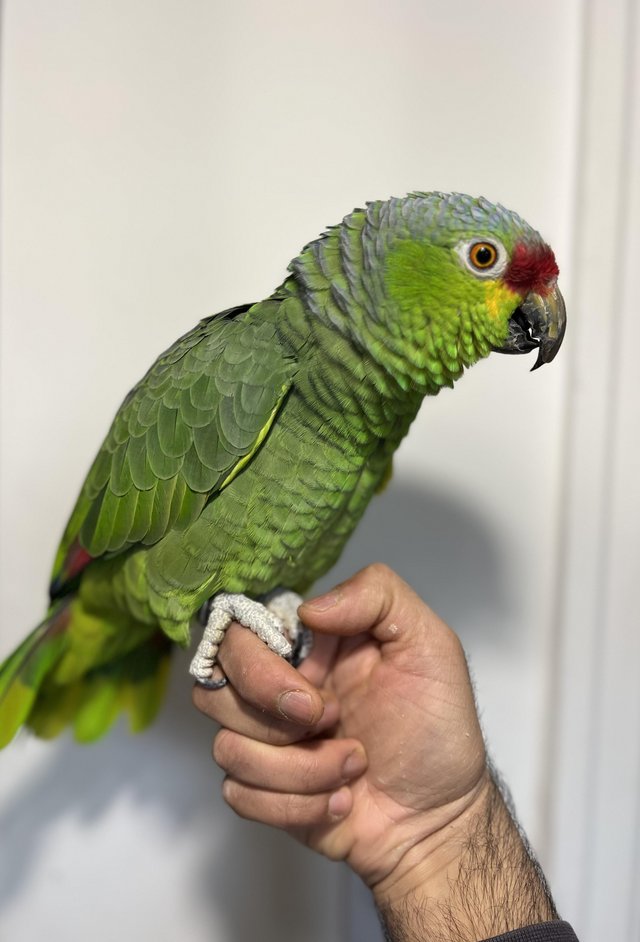 Talking Amazon Parrot - Image 4