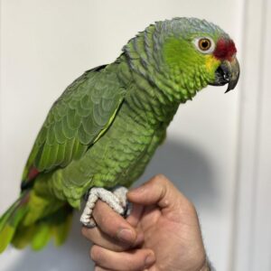 Buy amazon parrot online