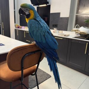 🦜 Macaw Parrot for Sale