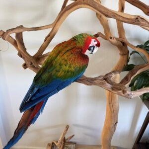 Hybrid Macaw