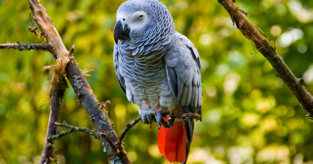 african grey parrot price usa