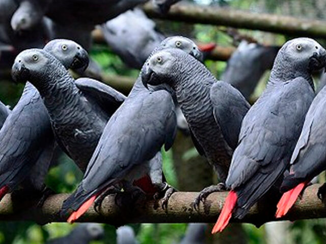 What is african grey parrot price usa: What Prospective Owners Should Know