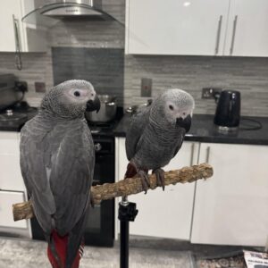Healthy Hand-Reared Male African Grey Parrot – 14 Weeks Old