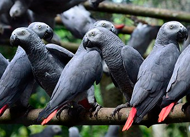african grey parrot price usa