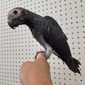 Meet Our Timneh African Grey
