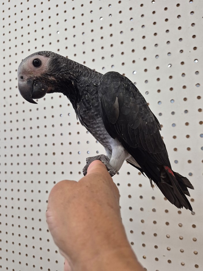 Meet Our Timneh African Grey