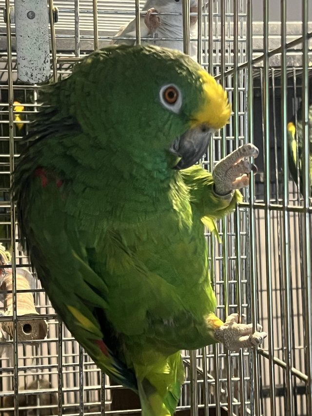 Yellow-Crowned Amazon Parrot for Rehoming – Meet Kiko