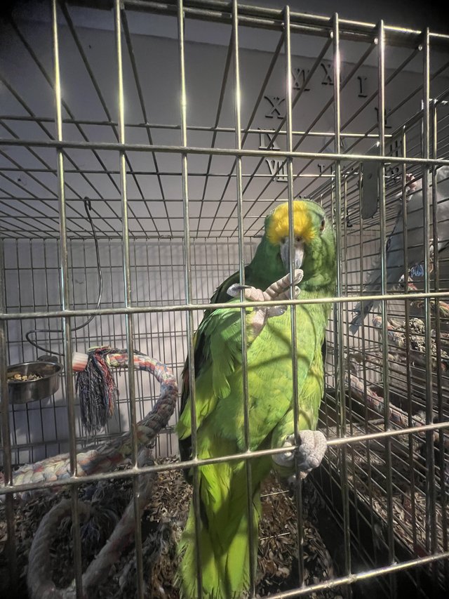 Yellow-Crowned Amazon Parrot for Rehoming – Meet Kiko - Image 3
