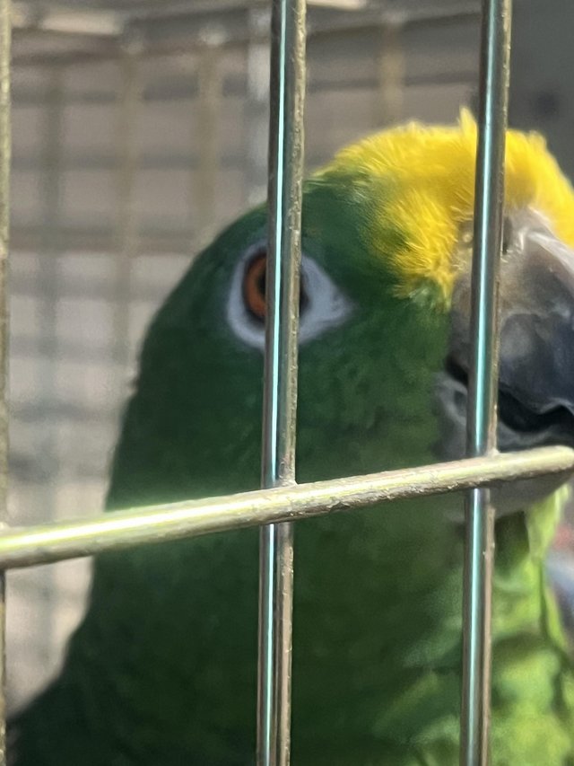 Yellow-Crowned Amazon Parrot for Rehoming – Meet Kiko - Image 4