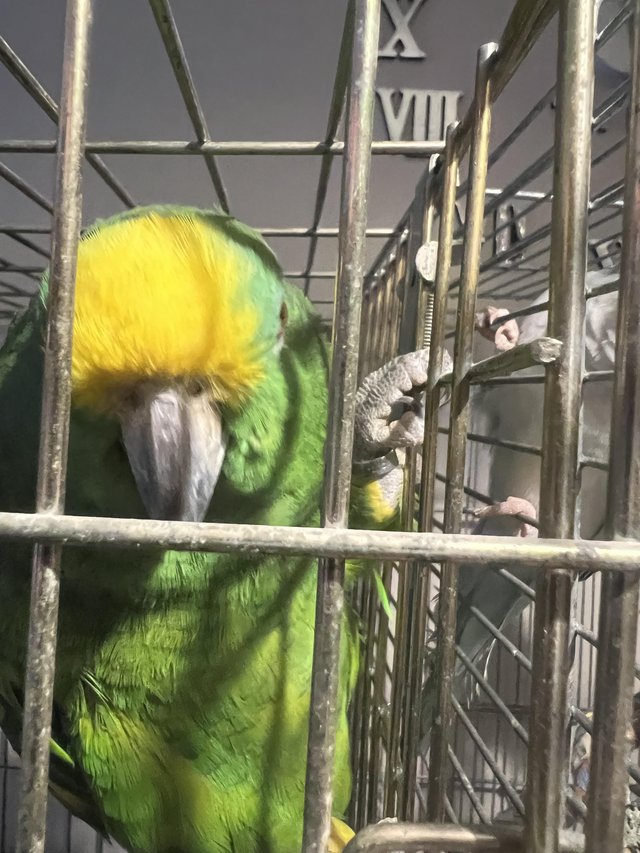 Yellow-Crowned Amazon Parrot for Rehoming – Meet Kiko - Image 5
