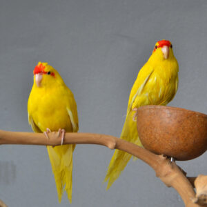 Baby Yellow & Green Kakariki Parrots