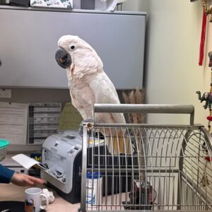 Buy a Moluccan Cockatoo for sale in the USA