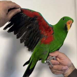 tame Eclectus parrot UK