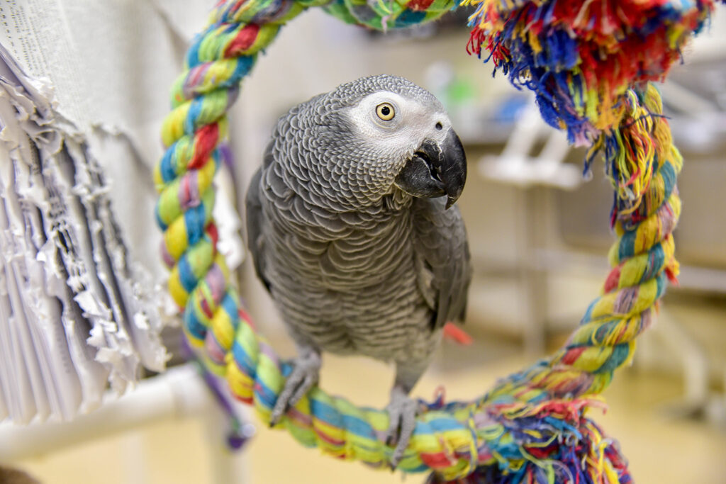 parrots for adoption near me