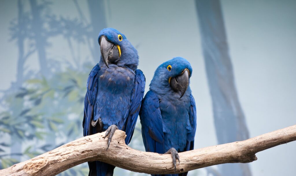 buy parrot breeds online