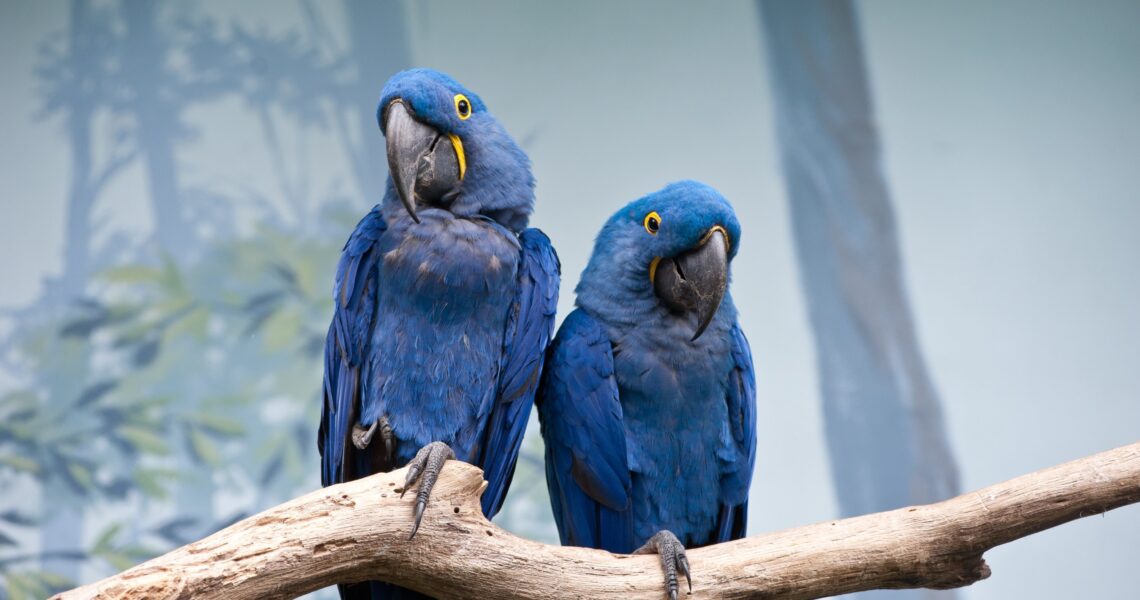 buy parrot breeds online