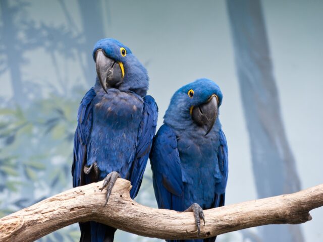 Top Parrot Breeds for First-Time and Experienced Owners (2026 Guide)