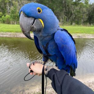 Hyacinth macaw- Luna