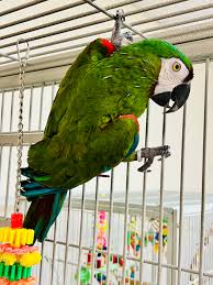 Severe macaw for sale