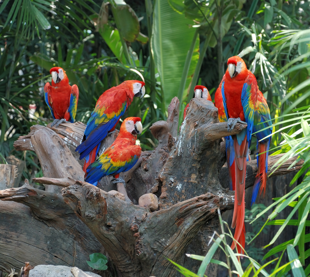 parrot breeds