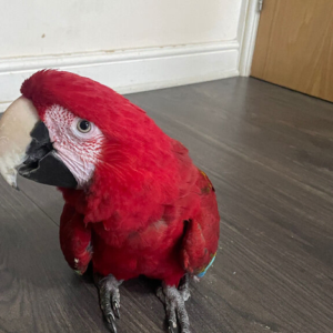 Tame green wing macaw