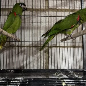 Pair of Hanns macaws, male and female