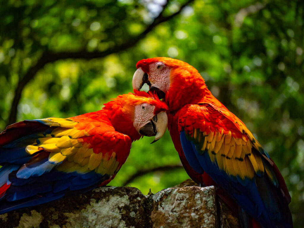 Buying a macaw parrot for USA